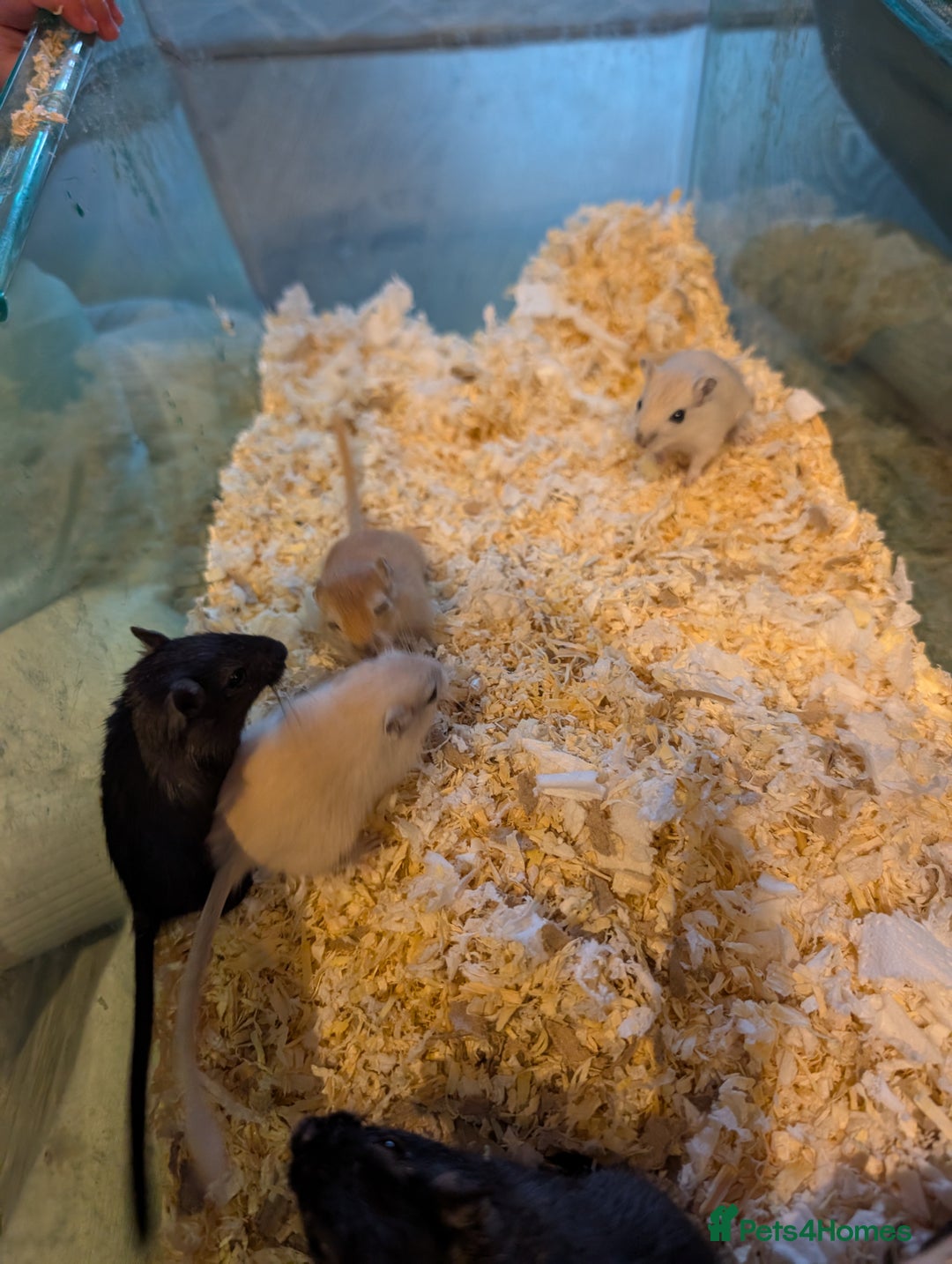 Gerbil rodents for sale: 5 Adorable Baby Gerbils Looking for Forever Homes! - Image 1