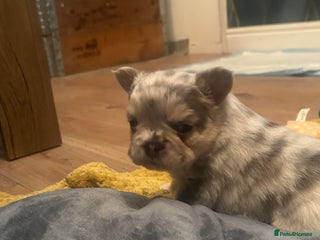 French Bulldog dogs fluffy french bulldogs - Advert 2