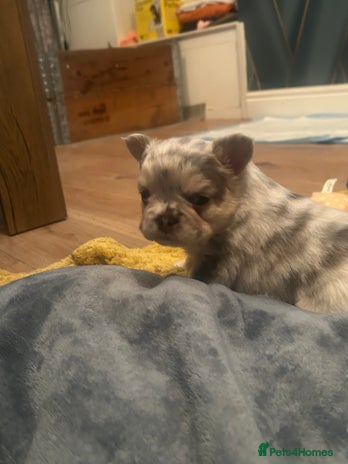 French Bulldog dogs fluffy french bulldogs - Advert 1