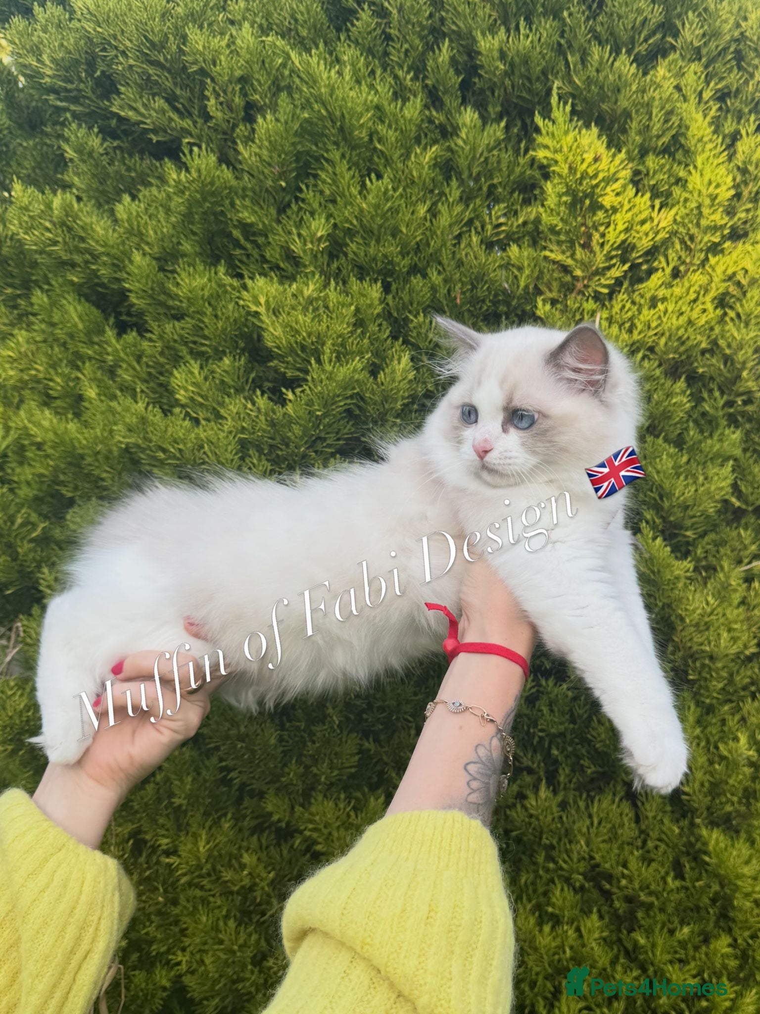 Ragdoll cats Muffin Our Funny Confident Little boy - Advert 15