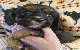 Cavalier King Charles Spaniel dogs for sale: KC Cavalier King Charles ÐNA tested parents  - Image 5