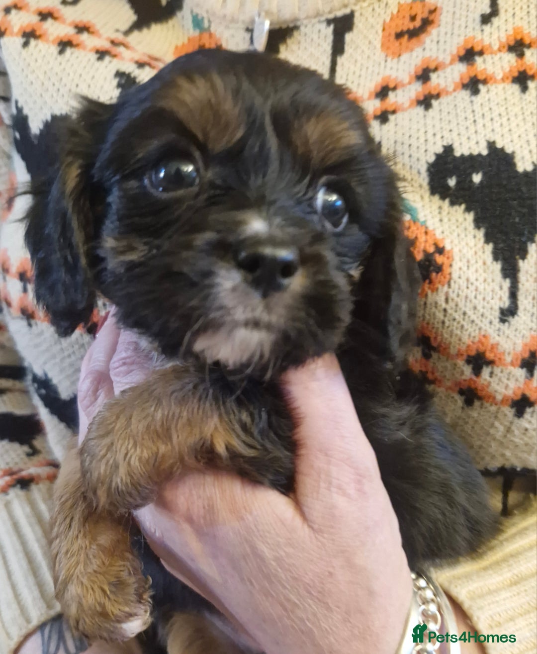 Cavalier King Charles Spaniel dogs for sale: KC Cavalier King Charles ÐNA tested parents  - Image 5