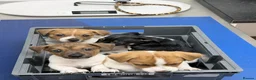 Jack Russell dogs for sale: Jack Russel puppy’s  in Enfield - Advert 6
