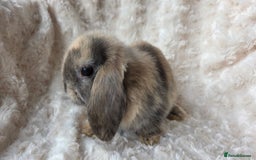 Mini Lop rabbits for sale: Pure Bred Mini Lop Baby Rabbits - Image 6