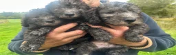 Bedlington Terrier dogs for sale: Bedlington puppies old fashioned line in Kendal - Advert 5