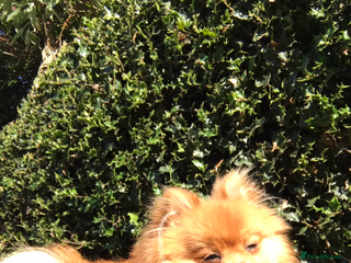 Pomeranian dogs Yogi - Advert 1