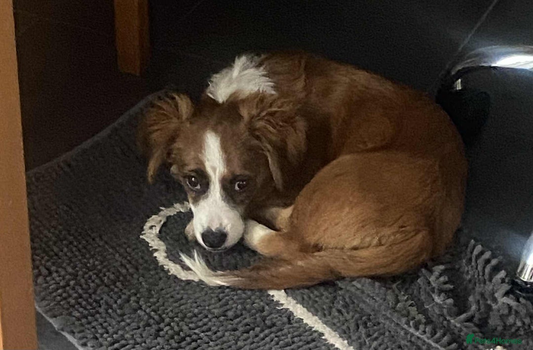 Mixed Breed dogs for adoption: Ornella  - Image 4