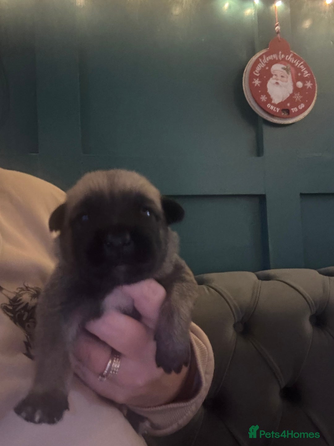 Belgian Shepherd Dog dogs for sale: 9 beautiful Belgium Mali  - Advert 5