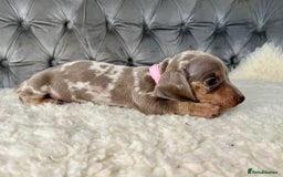 Miniature Dachshund dogs for sale: Miniature Dachshund Puppies ONE LEFT - Image 13