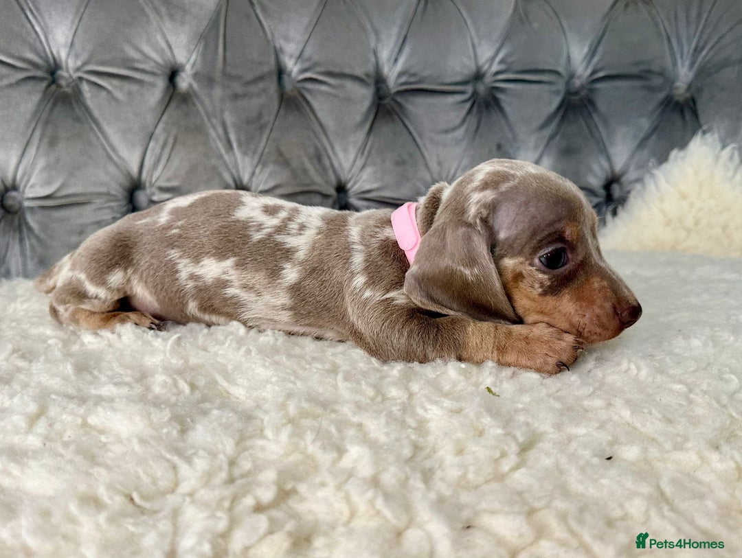 Miniature Dachshund dogs for sale: Miniature Dachshund Puppies ONE LEFT - Image 13