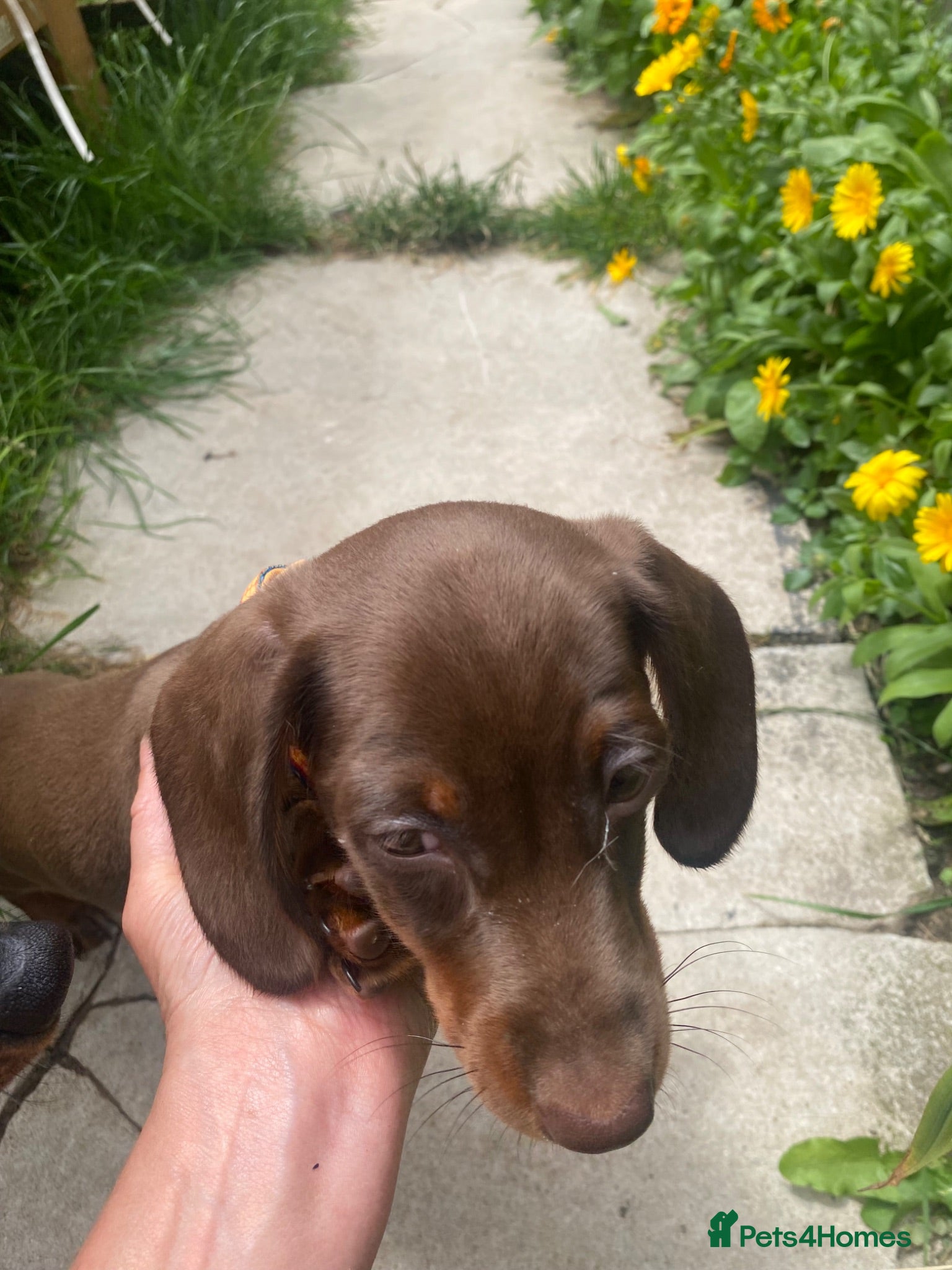 Miniature Dachshund dogs miniature dachshund  14 weeks old  - Advert 1