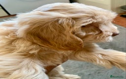 Cockapoo dogs for sale: F1 Cockapoo Puppies. READY NOW - Image 5