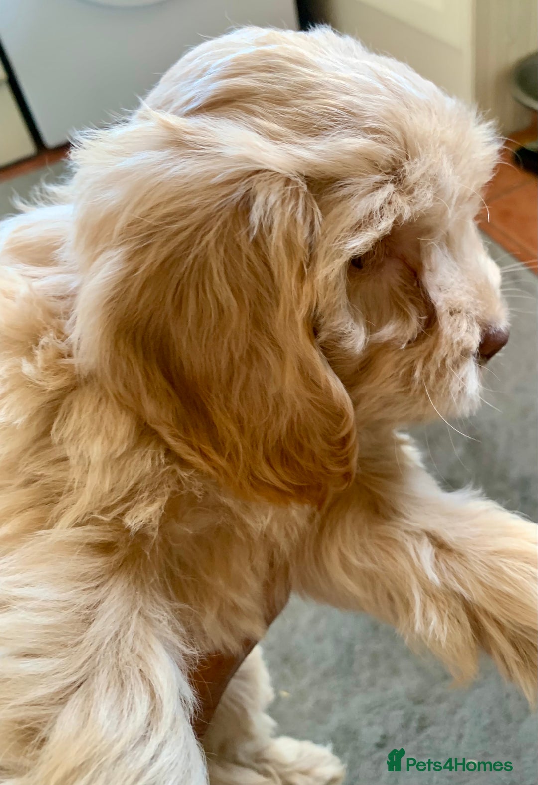 Cockapoo dogs for sale: F1 Cockapoo Puppies. READY NOW - Image 5