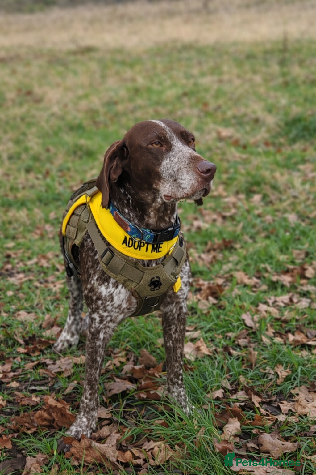 Pointer dogs Shelby’s story has change, now it’s full of hope - Advert 2