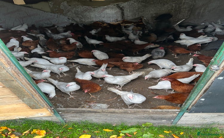 Chickens poultry - Advert 11