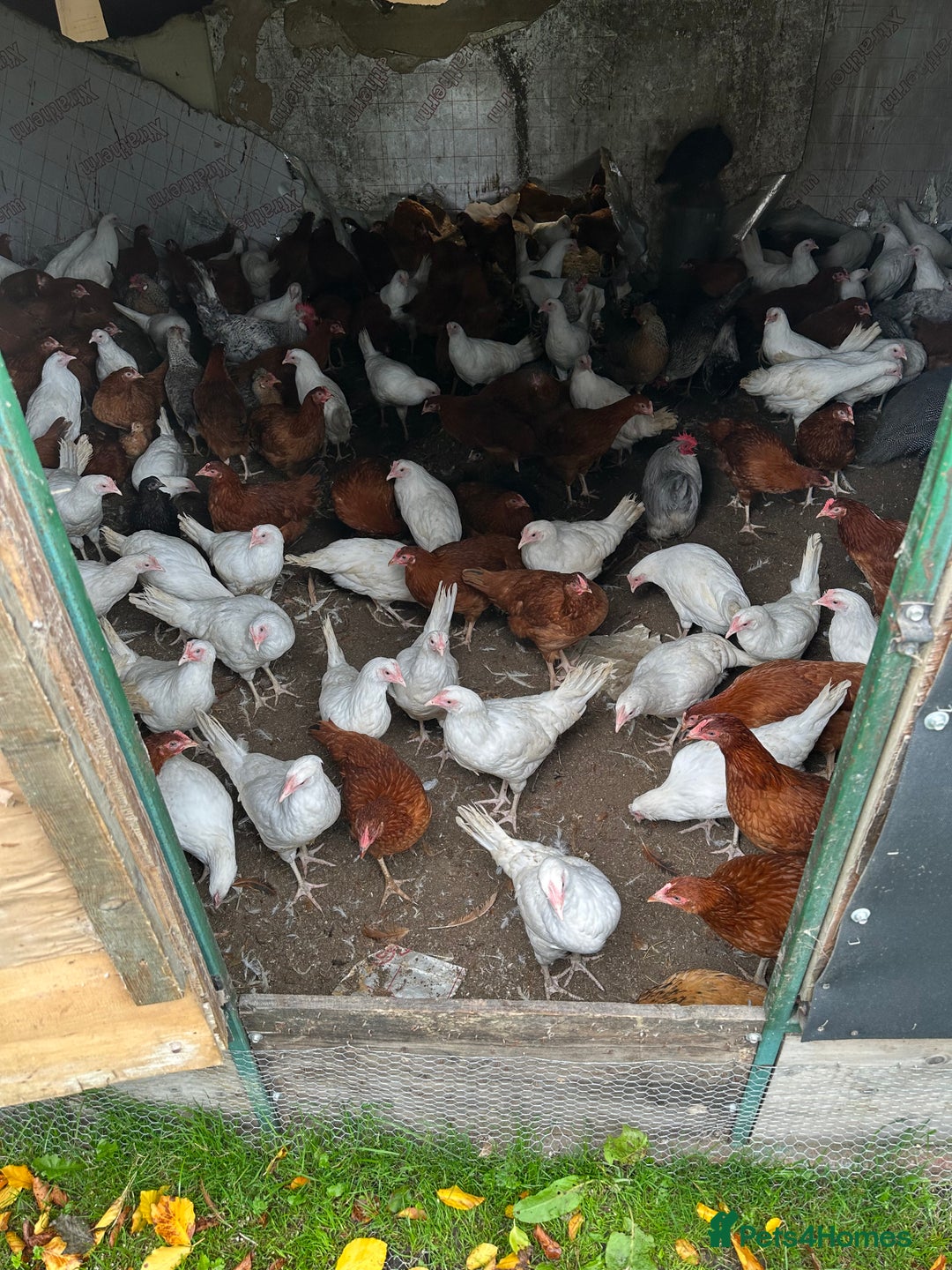 Chickens poultry for sale: Point of lay Pullets  - Image 1