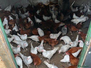 Chickens poultry - Advert 37