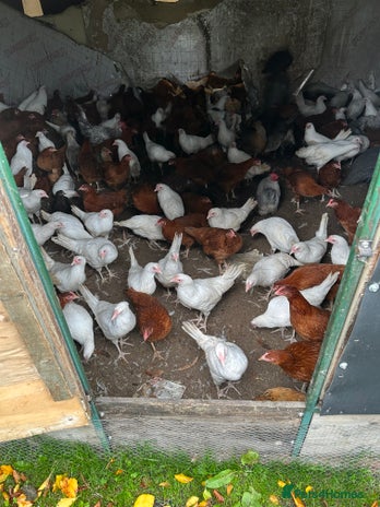 Chickens poultry - Advert 1
