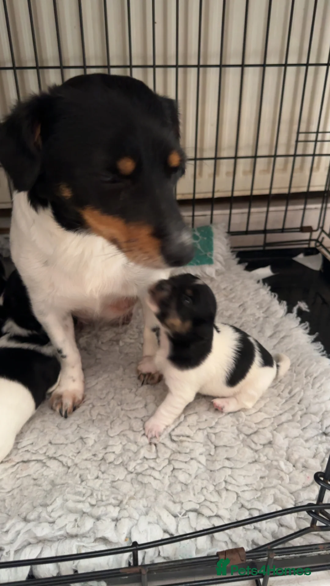 Jack Russell dogs for sale: Stunning jack Russel puppies  - Advert 9