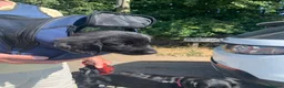 Flat coated Retriever dogs for sale: Flat coated pups ready 24/07 - Advert 13