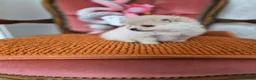 Pomeranian dogs for sale: Pomeranian Puppies - Advert 11
