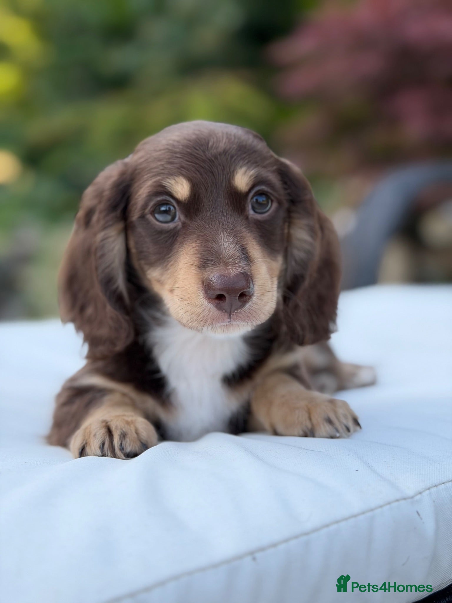 Miniature Dachshund dogs KC Miniature Dachshund Puppies - Advert 4