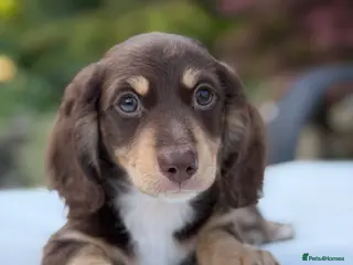 Miniature Dachshund dogs KC Miniature Dachshund Puppies - Advert 4