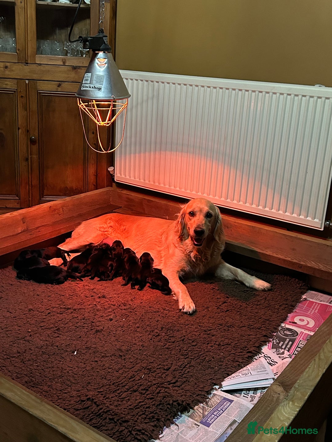Flat coated Retriever dogs for sale: Flat coated x golden Retriever puppies - Image 9