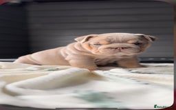 English Bulldog dogs for sale: Bulldogs ready to go!  - Image 15