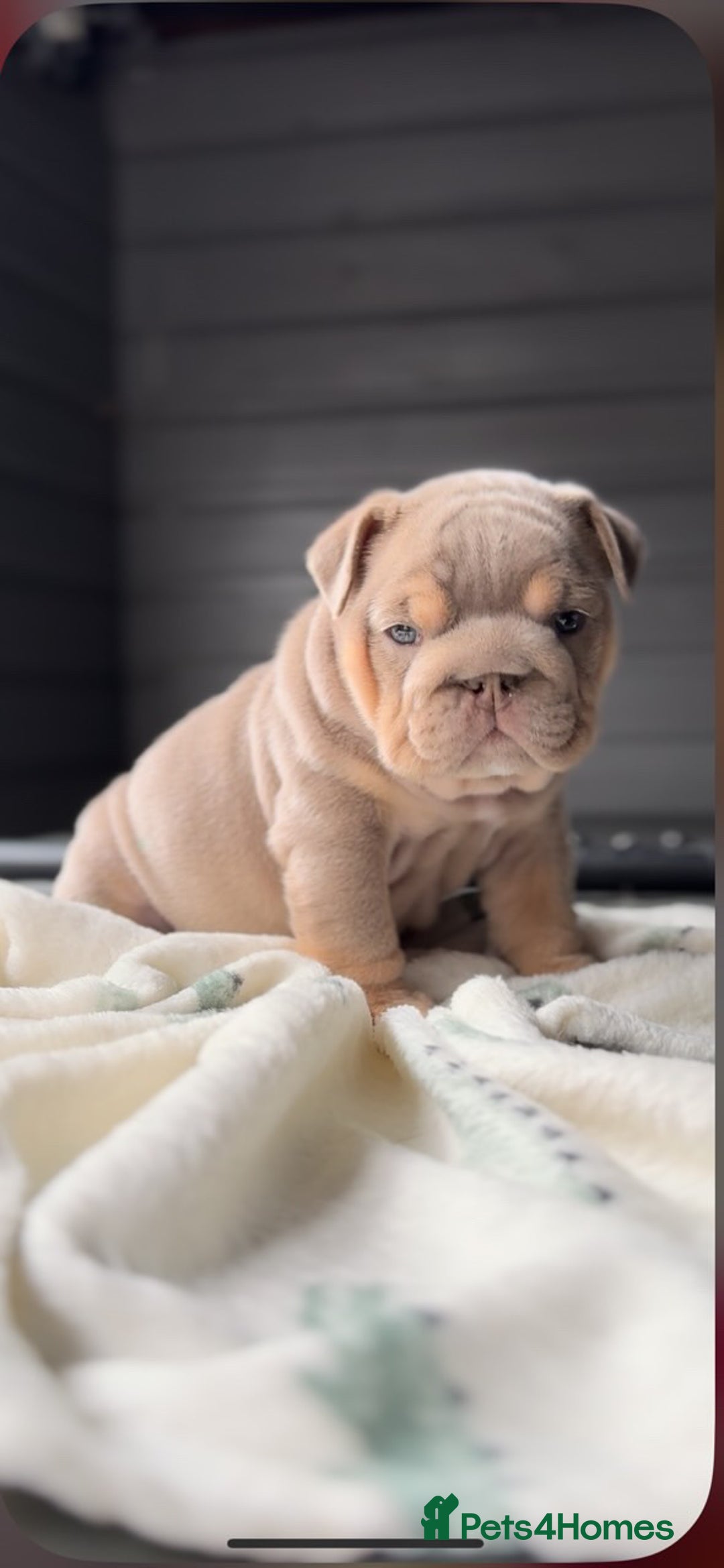 English Bulldog dogs for sale: Bulldogs ready to go!  - Image 15