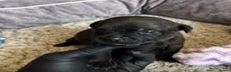 Staffordshire Bull Terrier dogs for sale: Top Quality Blues & Brindles – Health Tested - Advert 10