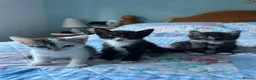 Mixed Breed cats for sale: 3 adorable male kittens for sale - Advert 8