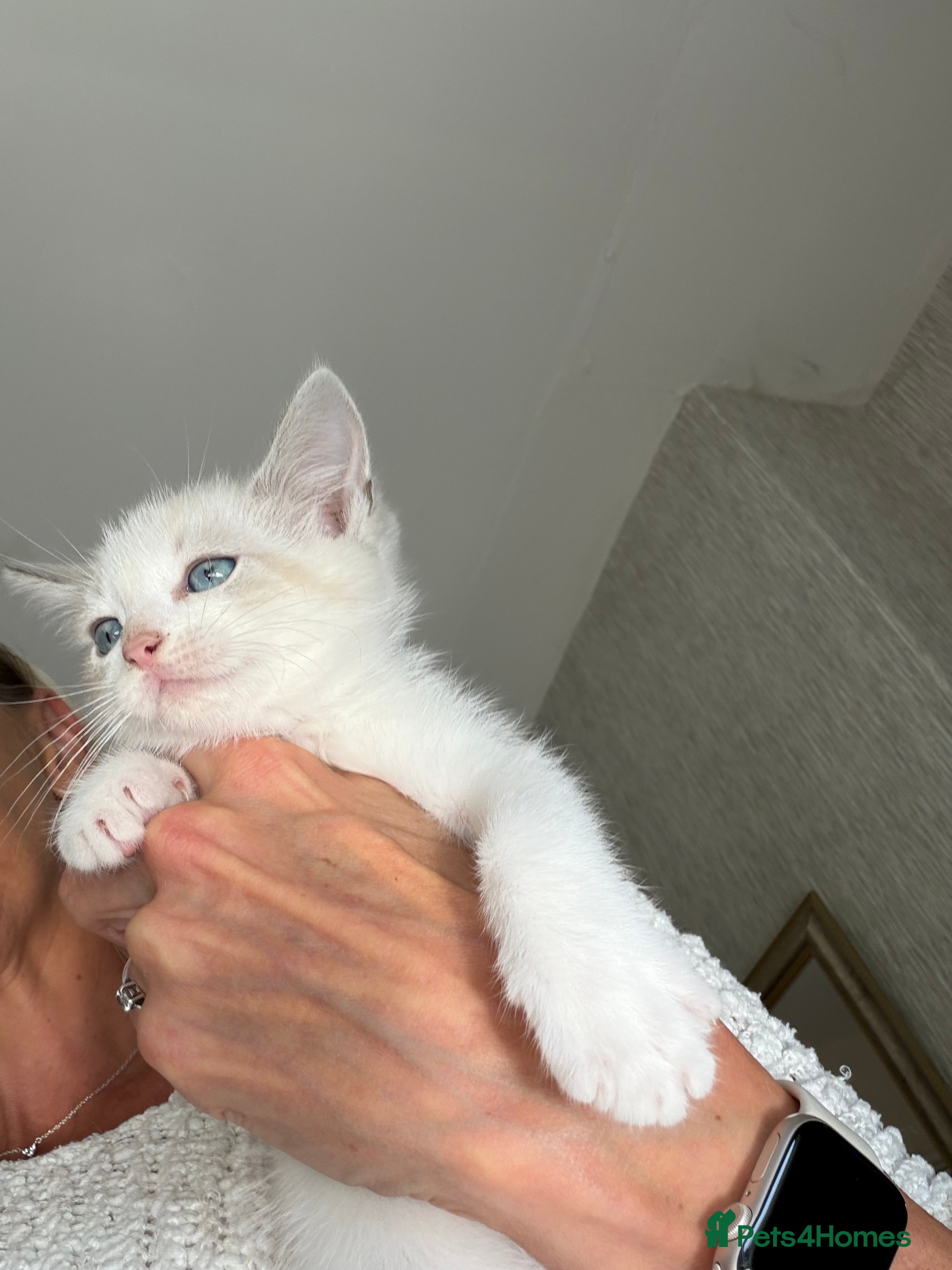 Ragdoll cats Full Ragdoll Kittens - Ready now Mink - Advert 2