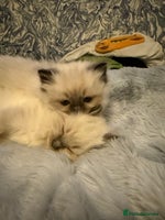 Ragdoll cats - Advert 5