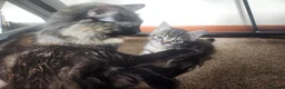 Mixed Breed cats for sale: 1 female kitten for sale  in Fakenham - Advert 2