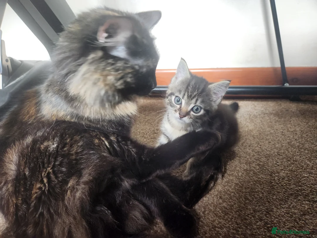 Mixed Breed cats for sale: 1 female kitten for sale  in Fakenham - Advert 2
