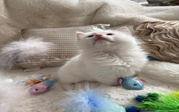 Ragdoll cats for sale: 💙🩷GCCF RAGDOLL KITTENS M&F 9WKS NEUT & SPAYED 🥇 - Image 19
