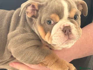 English Bulldog dogs - Advert 14