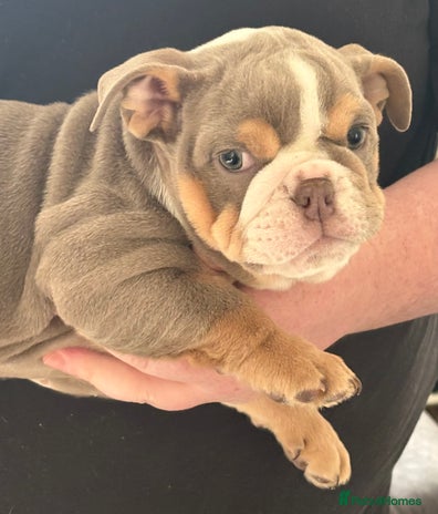 English Bulldog dogs - Advert 5