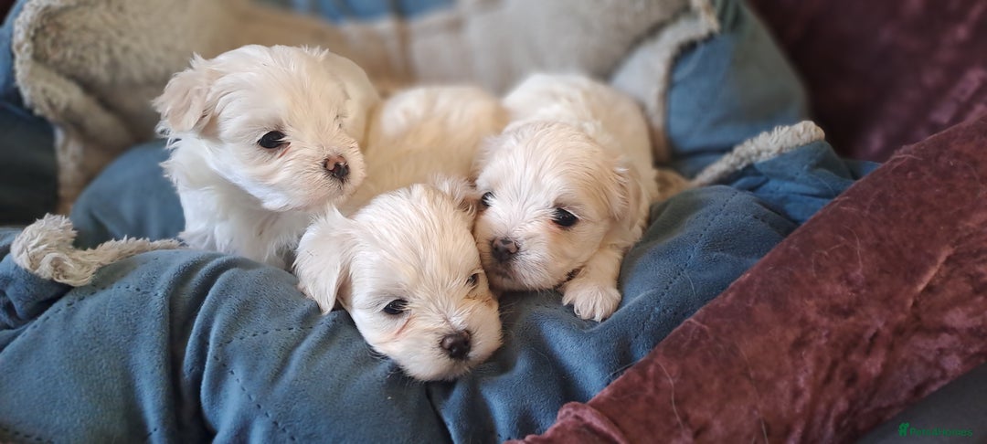 Maltese dogs for sale: Maltese puppies  - Image 2