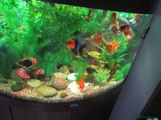 Fancy Goldfish fish - Advert 1