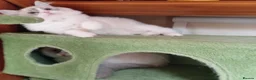 Ragdoll cats for sale: 2 Bio female ragdoll kittens ready now. - Advert 7