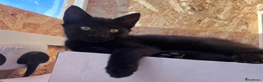 Domestic Shorthair 1
