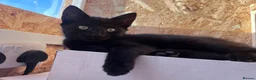 Domestic Shorthair cats for sale: 3 beautiful black kittens ready to go.  in Meifod - Advert 2