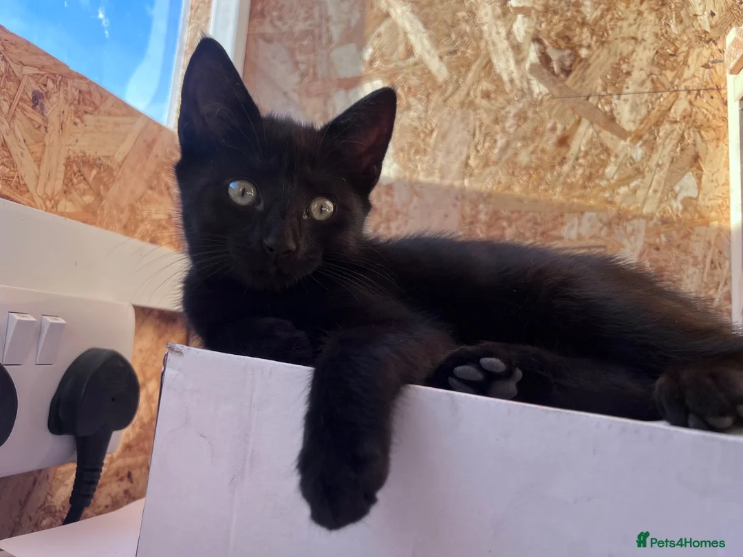 Domestic Shorthair cats for sale: 3 beautiful black kittens ready to go.  in Meifod - Advert 2