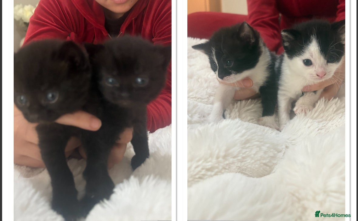 Mixed Breed cats beautiful kittens very playful  - Advert 5