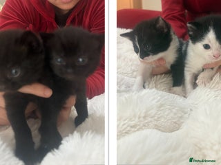 Mixed Breed cats beautiful kittens very playful - Advert 1