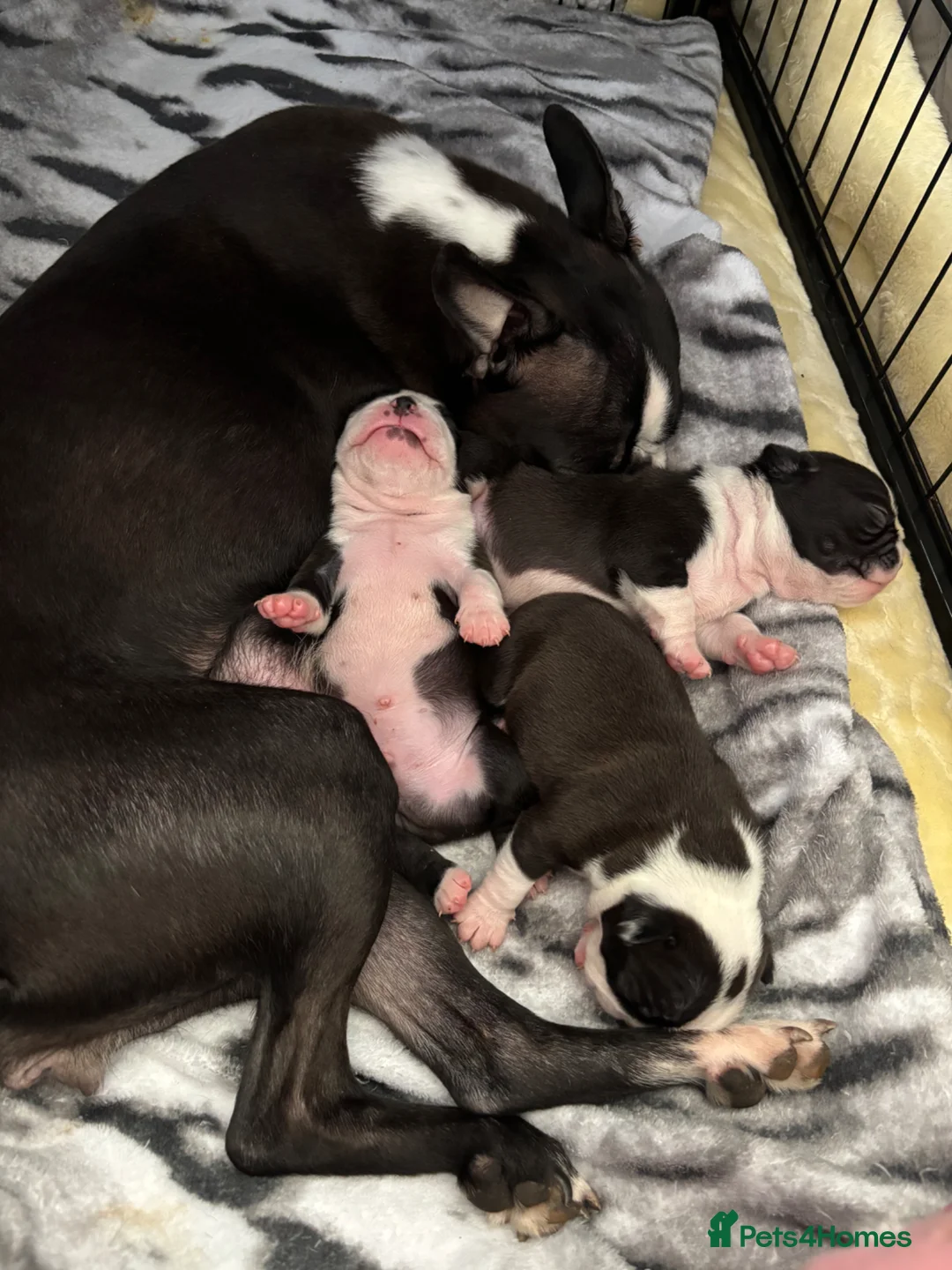 Boston Terrier dogs for sale: Boston Terrier 💙💙💙💙 puppy boy  - Advert 1