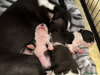 Boston Terrier dogs Boston Terrier 💙💙💙💙 puppy boy - Advert 4