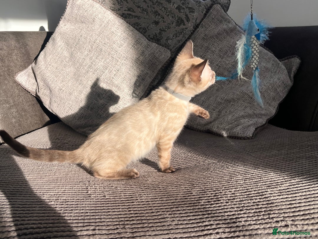 Bengal cats for sale: Stunning full pedigree bengal kittens  - Image 23